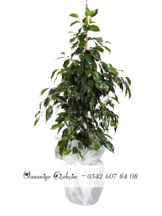 Ficus Benjamin