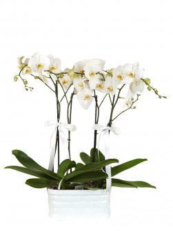 Jumbo Orkide